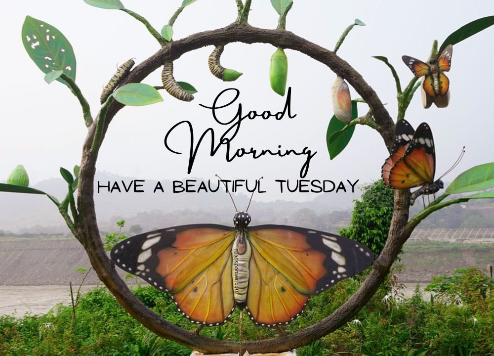 A Beautiful picture Where a rounded roots structure and Some butterflies are flying in the fresh tuesday morning