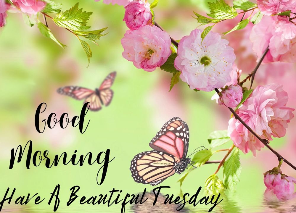 A attractive picture with pink flowers, leaves and some butterflies sitting on the flowers in the tuesday morning
