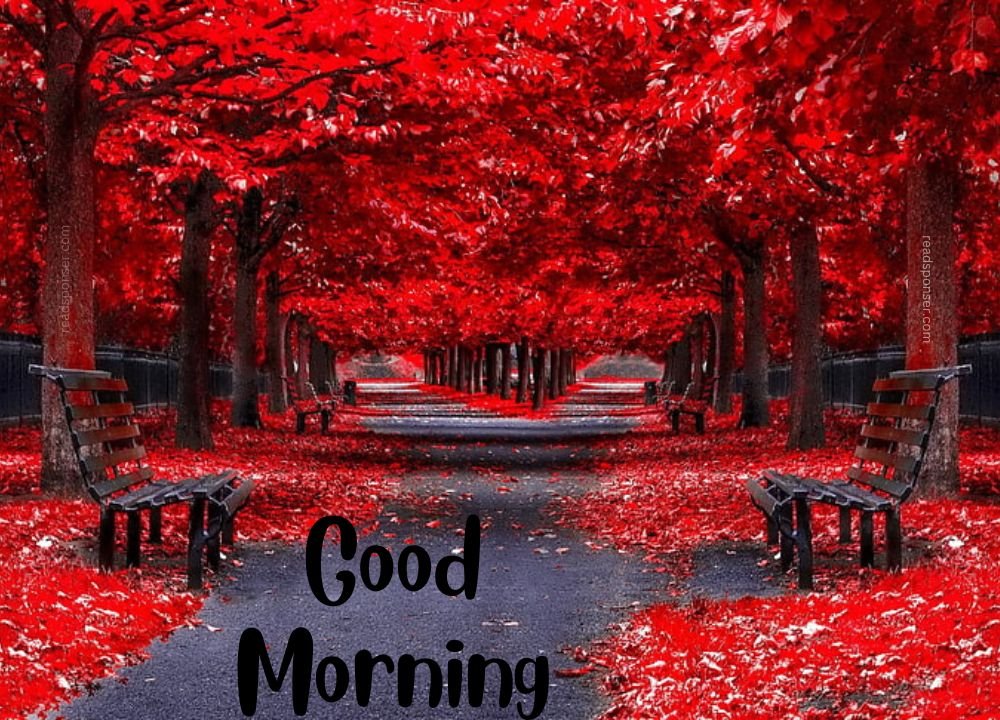 A attractive picture with red colored leaves of trees wishing you a very good tuesday morning