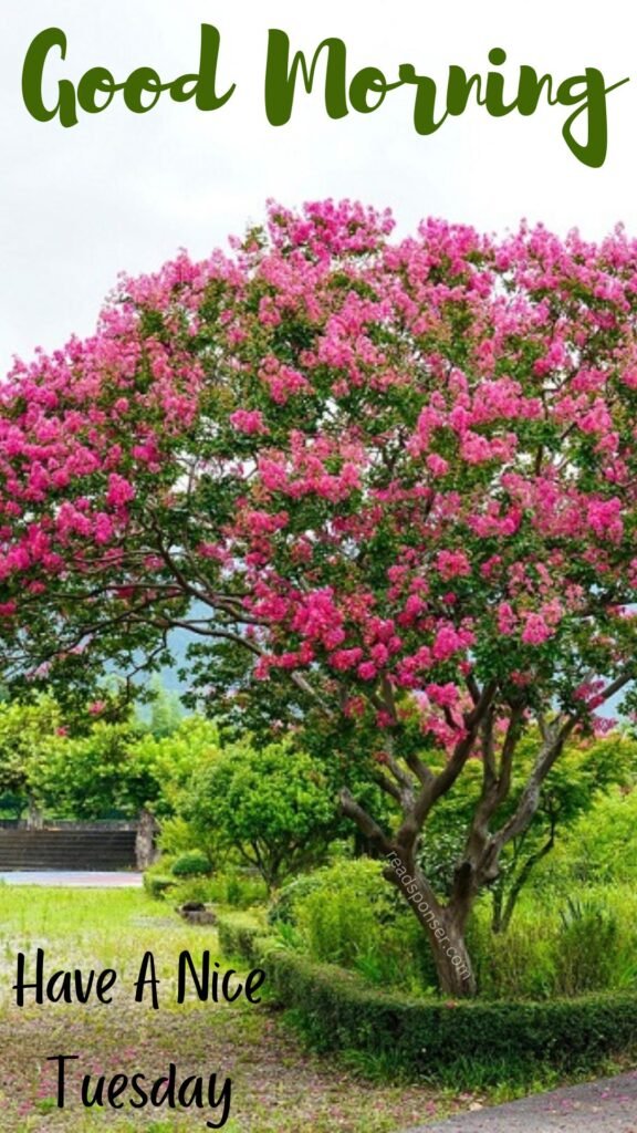 A beautiful tree with full of flowers and a fresh environment wishing you good tuesday morning