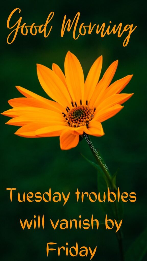 A beautiful yellow bloomed flower with green blur background is messaging you a good tuesday morning