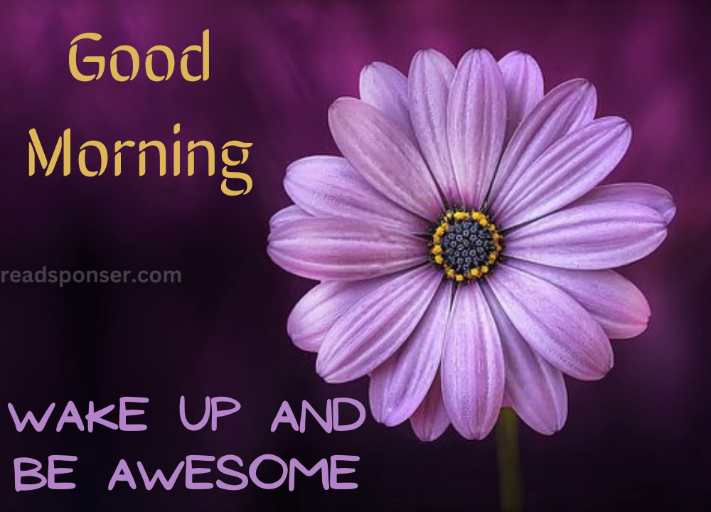 A bloomed flower and purlple colored background in the fresh morning