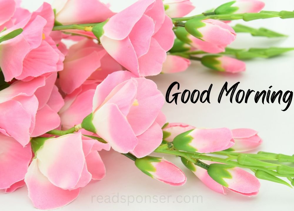 A bunch of lovely pink flowers with blooming flowers have a message of good morning in this wednesday morning