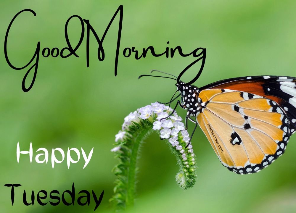 A butterfly is sitting on a flower in the tuesday morning