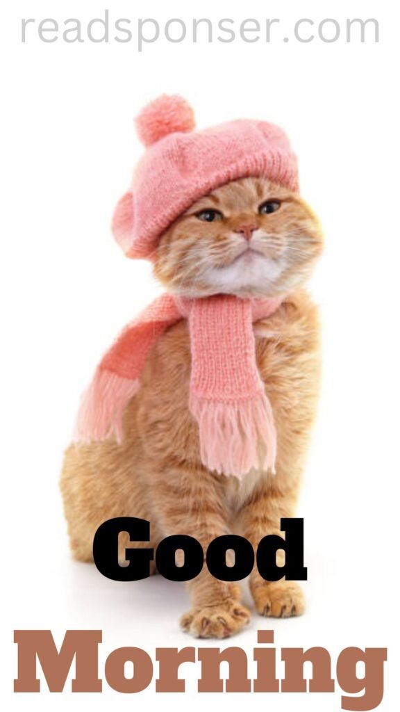 A cat is looking so funny with a hat on her head have a message of good morning