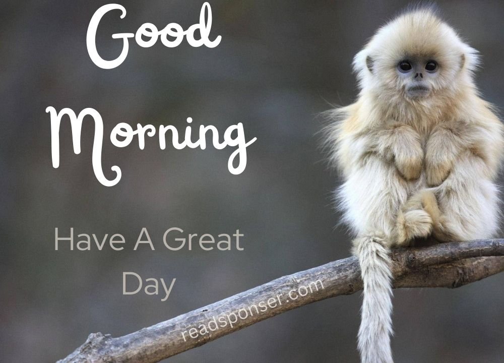 A cute small monkey is sitting on the root of tree and looking so kindly on you to wish you a cute morning