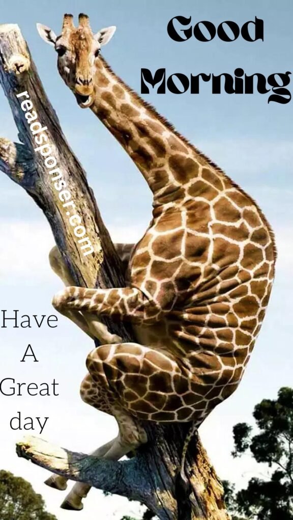 A giraffe is standing on the root of the tree and messaging you to start a good morning
