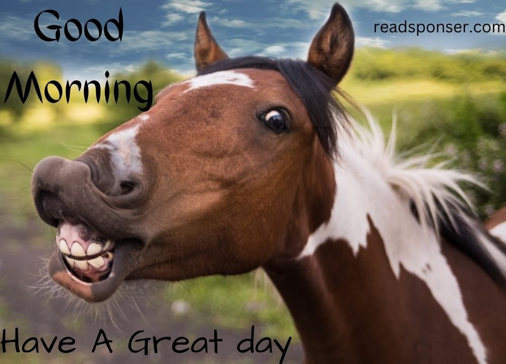A horse is showing his teeth under clear looking sky is wishing you a funny good morning
