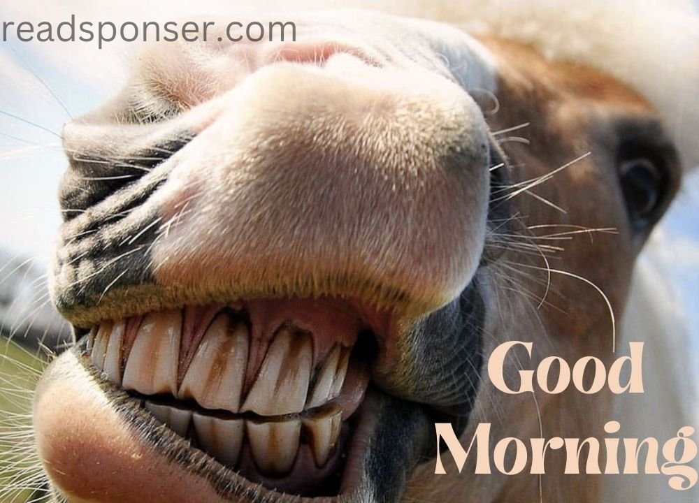 A horse is showing the teeth in and wishing you a funny morning