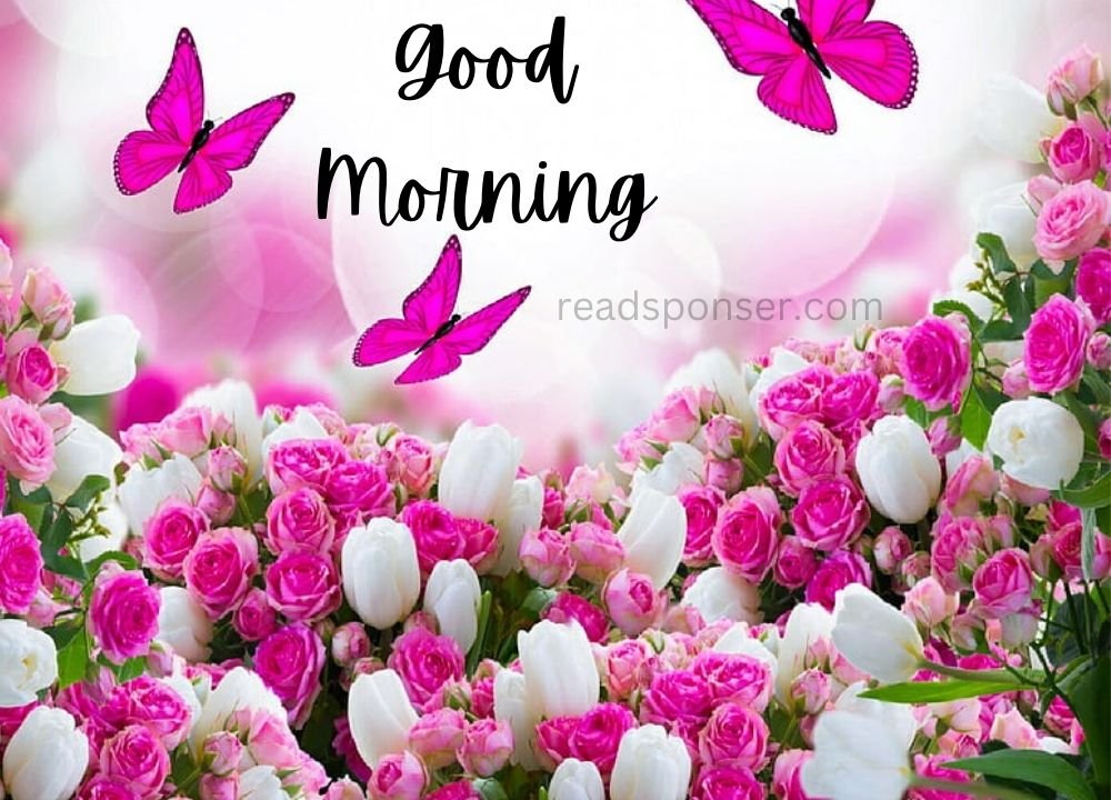 A lovely picture with some pick and white colored beautiful flowers and three flying butterflies is wishing you a wonderful thursday morning