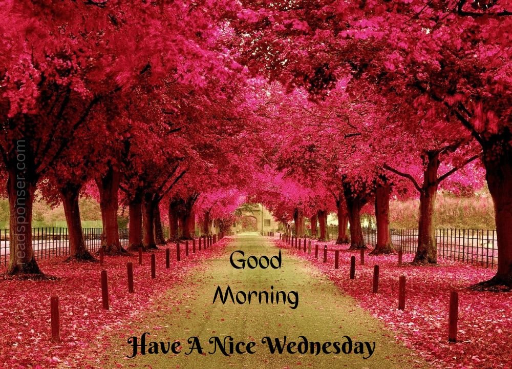 A lovely picture with the trees which have the leaves of pink color have a message of good morning in this wednesday morning