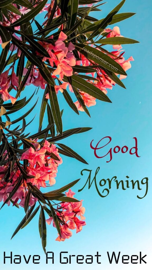 A picture with clear sky and pink colored flowers with green leaves wishing you in tuesday morning to have a great week