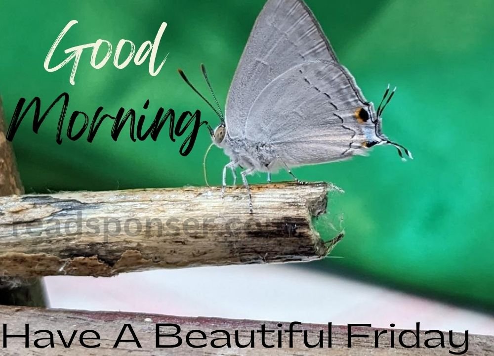 A small butterfly sitting on wood in Friday morning
