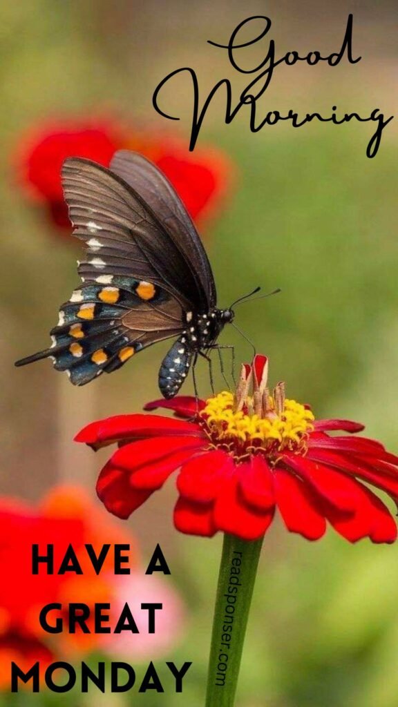 A wonderful butterfly sitting on the red flower having monday greeting message
