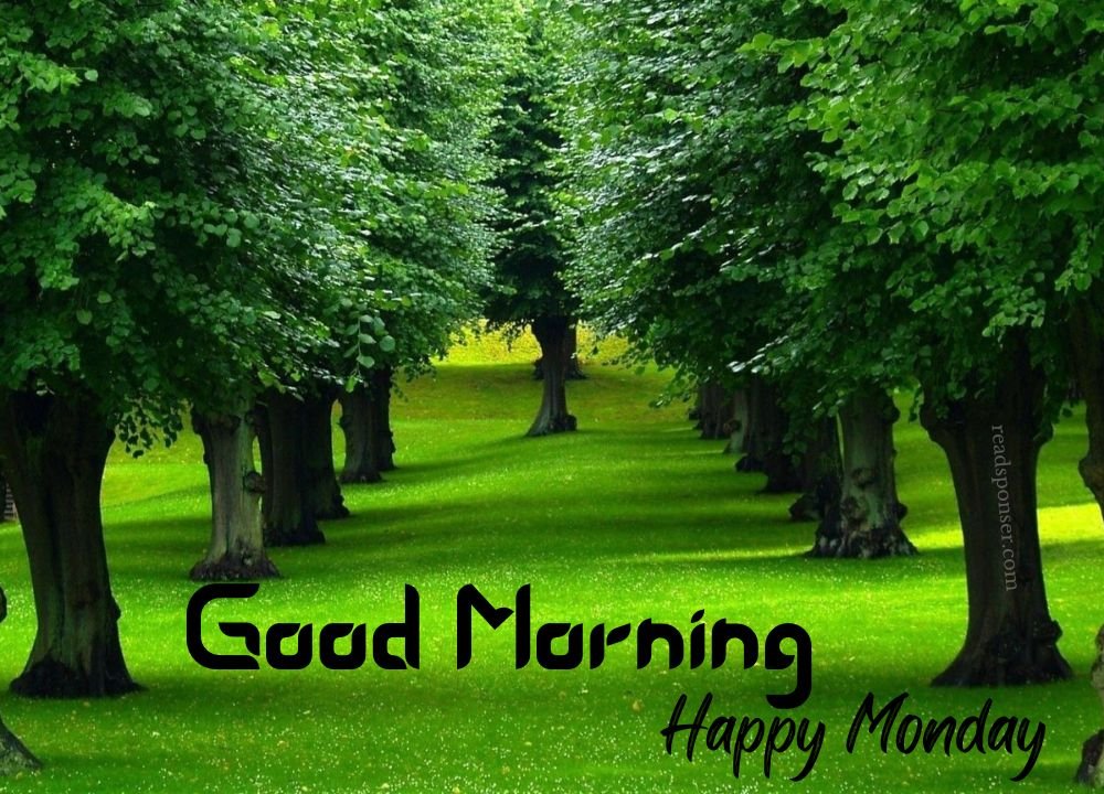 A wonderful settlement of trees and green grass land wishing you to start you monday morning