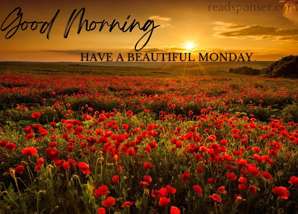 The rising sun, colorful sky, and a large farm of rose flower have a message of fresh monday morning
