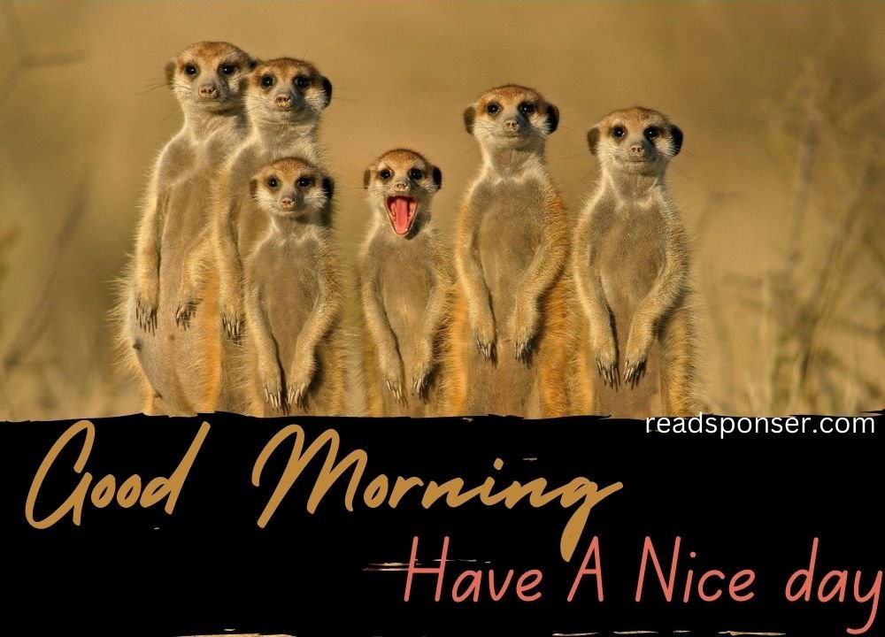 here a group of mongoose is watching continue and making the good morning funny