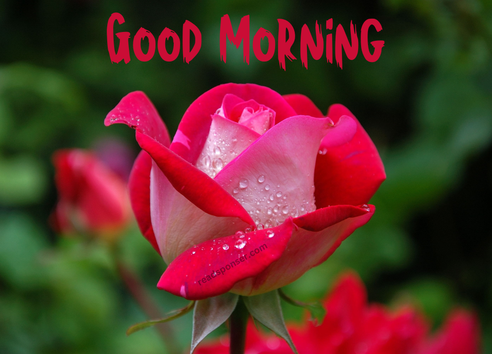 very attractive pink colored rose and some dewdrops wishing you a great sunday morning