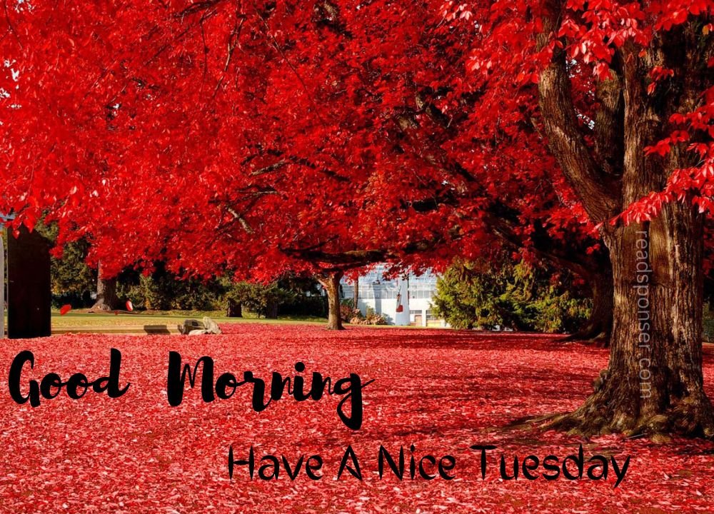 very beautiful red colored leaves of a tree and fresh environment wishing you a fresh tuesday morning